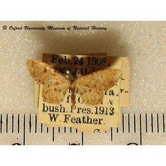 /filer/webapps/moths/media/images/N/nigrosticta_Idaea_A_OUMNH.jpg