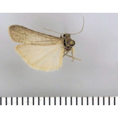 /filer/webapps/moths/media/images/N/namibiense_Entephrilema_AM_ZMHB.jpg