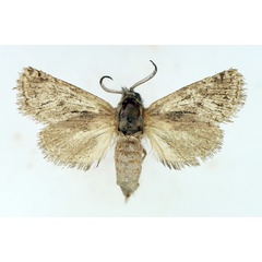 /filer/webapps/moths/media/images/A/antargyreus_Arctiocossus_AM_TMSA.jpg