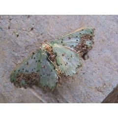 /filer/webapps/moths/media/images/C/compsa_Victoria_A_Guyonnet.jpg