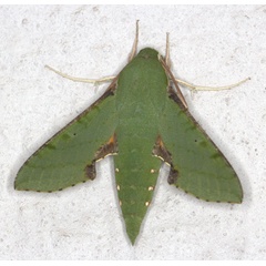 /filer/webapps/moths/media/images/M/medea_Basiothia_A_Heyns_01.jpg