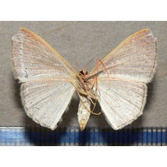 /filer/webapps/moths/media/images/O/obversata_Traminda_A_Goff_02.jpg