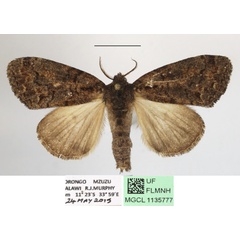 /filer/webapps/moths/media/images/E/elaeochroa_Dasychira_AF_MGCLa_03.JPG