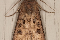 Agrotis segetum