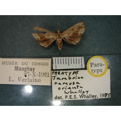 /filer/webapps/moths/media/images/O/orienta_Jamboina_PT_RMCA_01.jpg