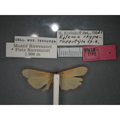 /filer/webapps/moths/media/images/R/rhyparodactyla_Architosia_HT_RMCA_02.jpg