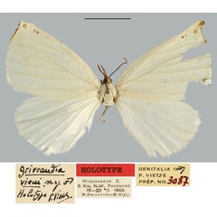/filer/webapps/moths/media/images/V/vieui_Griveaudia_HT_MNHN.jpg