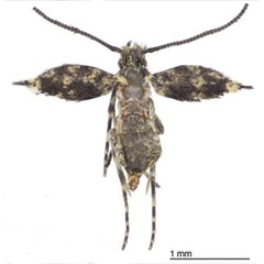 /filer/webapps/moths/media/images/G/grayi_Erechthias_AM_Davis_01.jpg