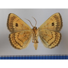 /filer/webapps/moths/media/images/P/pretiosissima_Calliodes_A_MGCLb_01.JPG