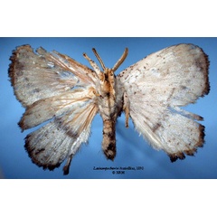 /filer/webapps/moths/media/images/T/theorini_Lasiocampa_HT_SNHMb.jpg
