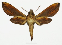/filer/webapps/moths/media/images/P/pelius_Theretra_AF_Basquinb.jpg