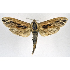 /filer/webapps/moths/media/images/O/ochricosta_Strigocossus_AF_NHMO.jpg