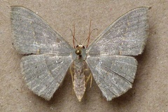 Traminda obversata