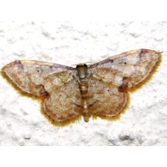 /filer/webapps/moths/media/images/S/squamulata_Idaea_A_Grobler.jpg