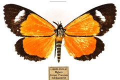 Heraclia poggei