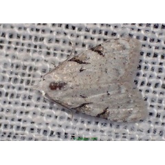 /filer/webapps/moths/media/images/B/biangulata_Nola_A_Bippus_02.jpg