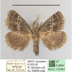 /filer/webapps/moths/media/images/A/albovenosa_Halseyia_A_MGCLa_02.JPG