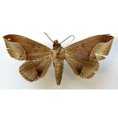 /filer/webapps/moths/media/images/B/basquini_Platyja_AM_MHNG.jpg