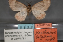 Xanthorhoe belgarum