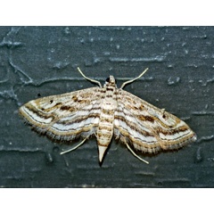 /filer/webapps/moths/media/images/F/fluctuosalis_Parapoynx_A_Roland_01.jpg