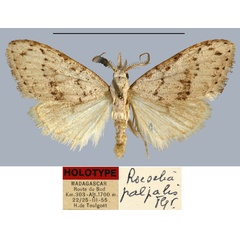 /filer/webapps/moths/media/images/P/palpalis_Roeselia_HT_MNHN.jpg