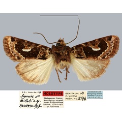 /filer/webapps/moths/media/images/M/milloti_Syrrusis_HT_MNHN.jpg