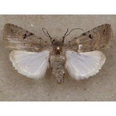 /filer/webapps/moths/media/images/A/atriluna_Caradrina_A_Butler.jpg