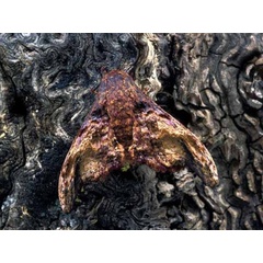 /filer/webapps/moths/media/images/H/herilla_Cyrtogone_AM_Wolfe_01.jpg