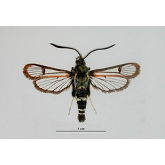 /filer/webapps/moths/media/images/L/luteopunctata_Alonina_HT_ZSM_01.jpg