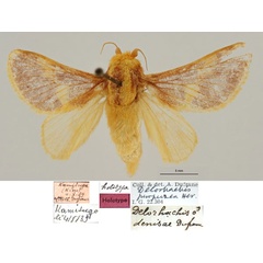 /filer/webapps/moths/media/images/D/denisae_Delorhachis_HT_RBINS.jpg