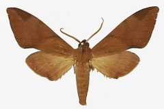 Pseudopolyptychus foliaceus