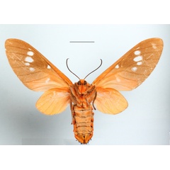 /filer/webapps/moths/media/images/C/caeruleifascia_Balacra_AF_MGCLb_02.JPG