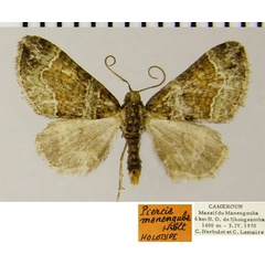 /filer/webapps/moths/media/images/M/manengouba_Piercia_HT_ZSMa.jpg