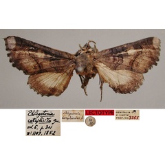 /filer/webapps/moths/media/images/C/catephioides_Phlegetonia_LT_MNHN.jpg