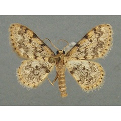 /filer/webapps/moths/media/images/F/fumilinea_Idaea_AM_TMSA.jpg