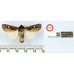 /filer/webapps/moths/media/images/S/speyeri_Trigonophora_PT_BMNH.jpg