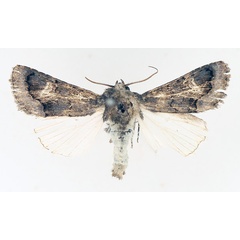 /filer/webapps/moths/media/images/N/nigrescens_Aedia_AM_TMSA_01.jpg