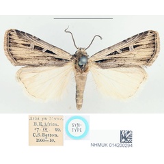/filer/webapps/moths/media/images/A/axiliodes_Euxoa_STM_BMNH_02.jpg