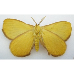 /filer/webapps/moths/media/images/V/velutonia_Stenoglene_HT_NHMUKb.jpg