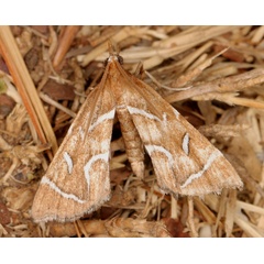 /filer/webapps/moths/media/images/A/angularis_Panotima_A_Heyns_02.jpg