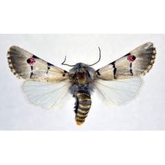 /filer/webapps/moths/media/images/E/eumela_Diaphone_A_NHMO_02.jpg