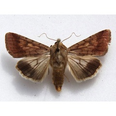 /filer/webapps/moths/media/images/A/armigera_Helicoverpa_A_Goff.jpg