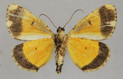 /filer/webapps/moths/media/images/T/triphaenata_Xylopteryx_HT_ZSMb.jpg