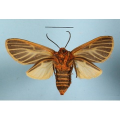 /filer/webapps/moths/media/images/F/flavivena_Metarctia_AF_MGCLb_01.JPG