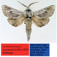 /filer/webapps/moths/media/images/N/namaquensis_Arctiocossus_HT_TMSA.jpg