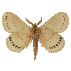/filer/webapps/moths/media/images/O/orientalis_Philotherma_HT_Basquinb.jpg