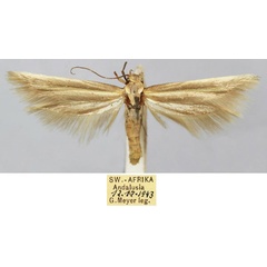 /filer/webapps/moths/media/images/M/meyeri_Scythris_HT_TMSA_1Lz38QN.jpg