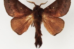Malacostola mollis