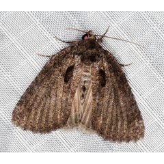 /filer/webapps/moths/media/images/E/erygidia_Prionofrontia_A_Heyns_01.jpg