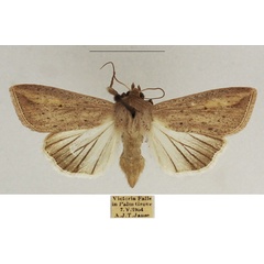 /filer/webapps/moths/media/images/U/umbrigera_Mythimna_AF_TMSA_01.jpg
